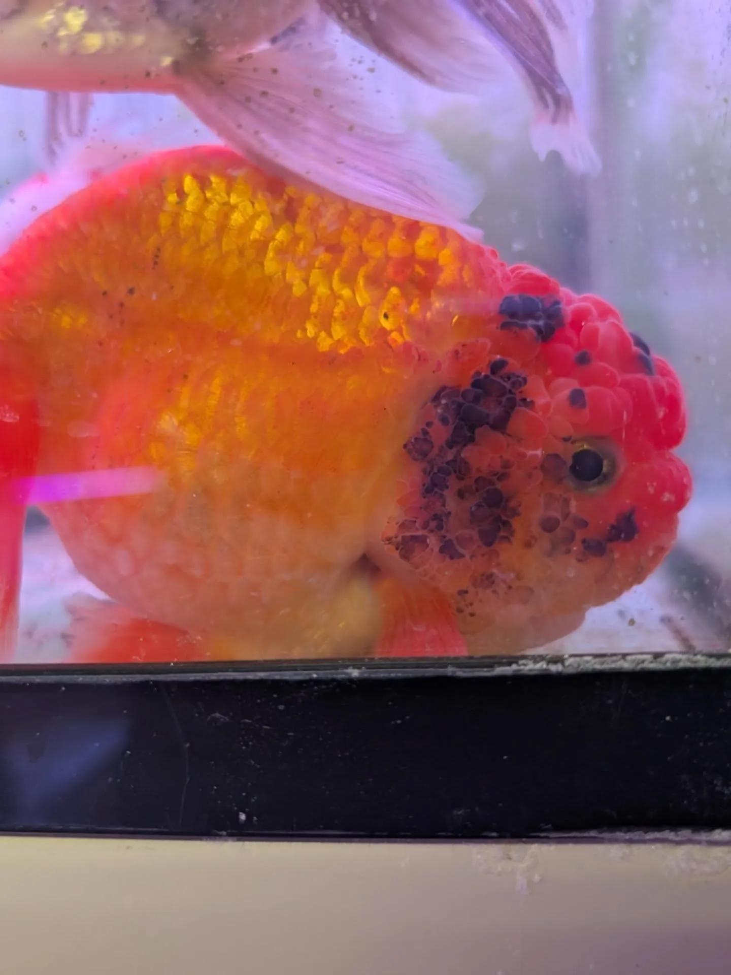 新春初売りセール🎊