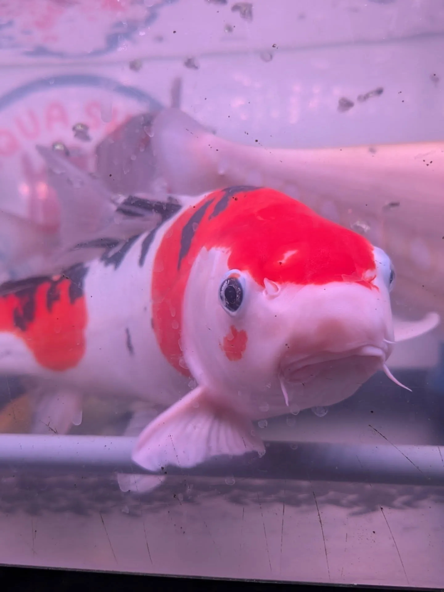 新春初売りセール🎊