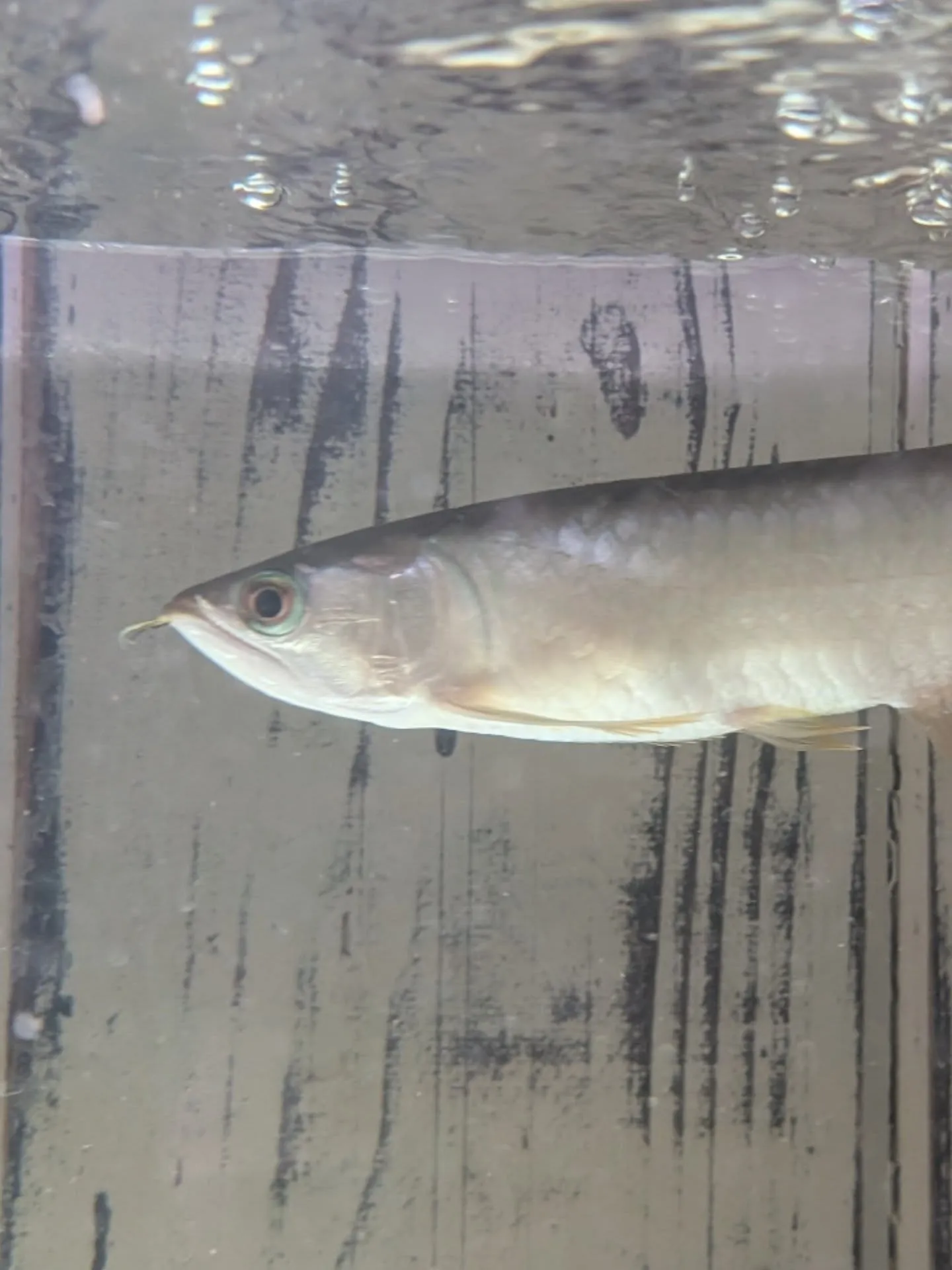 新春初売りセール🎊