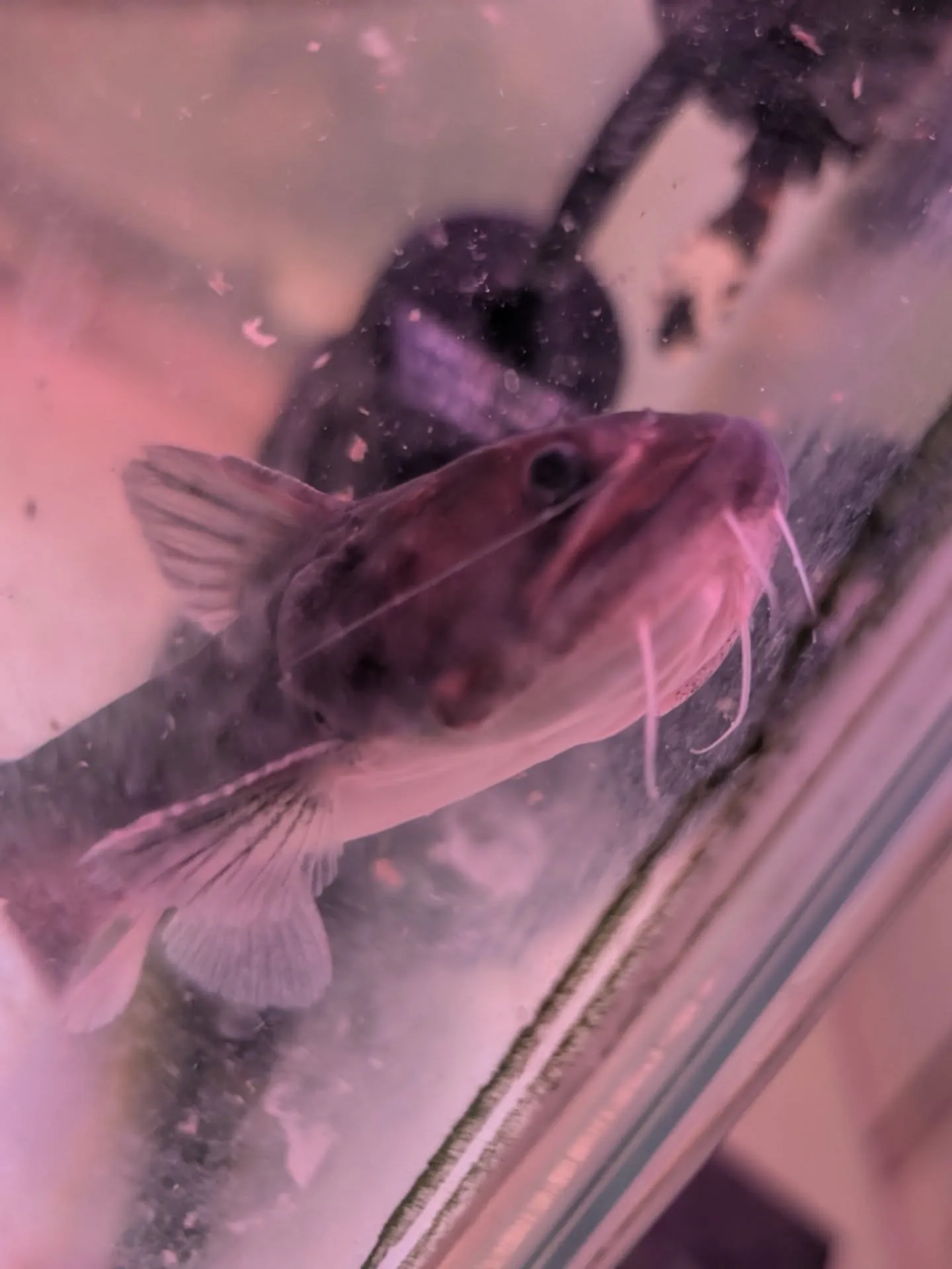 新春初売りセール🎊