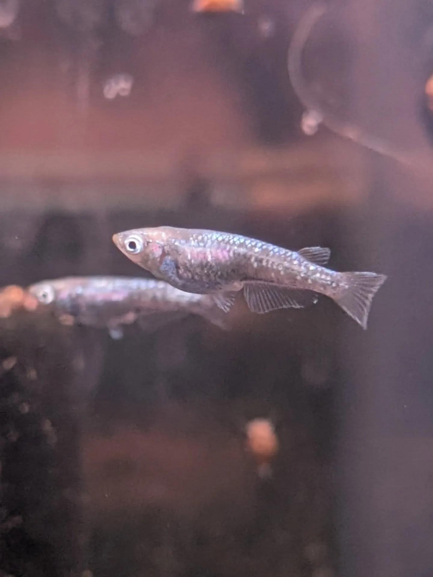 新春初売りセール🎊