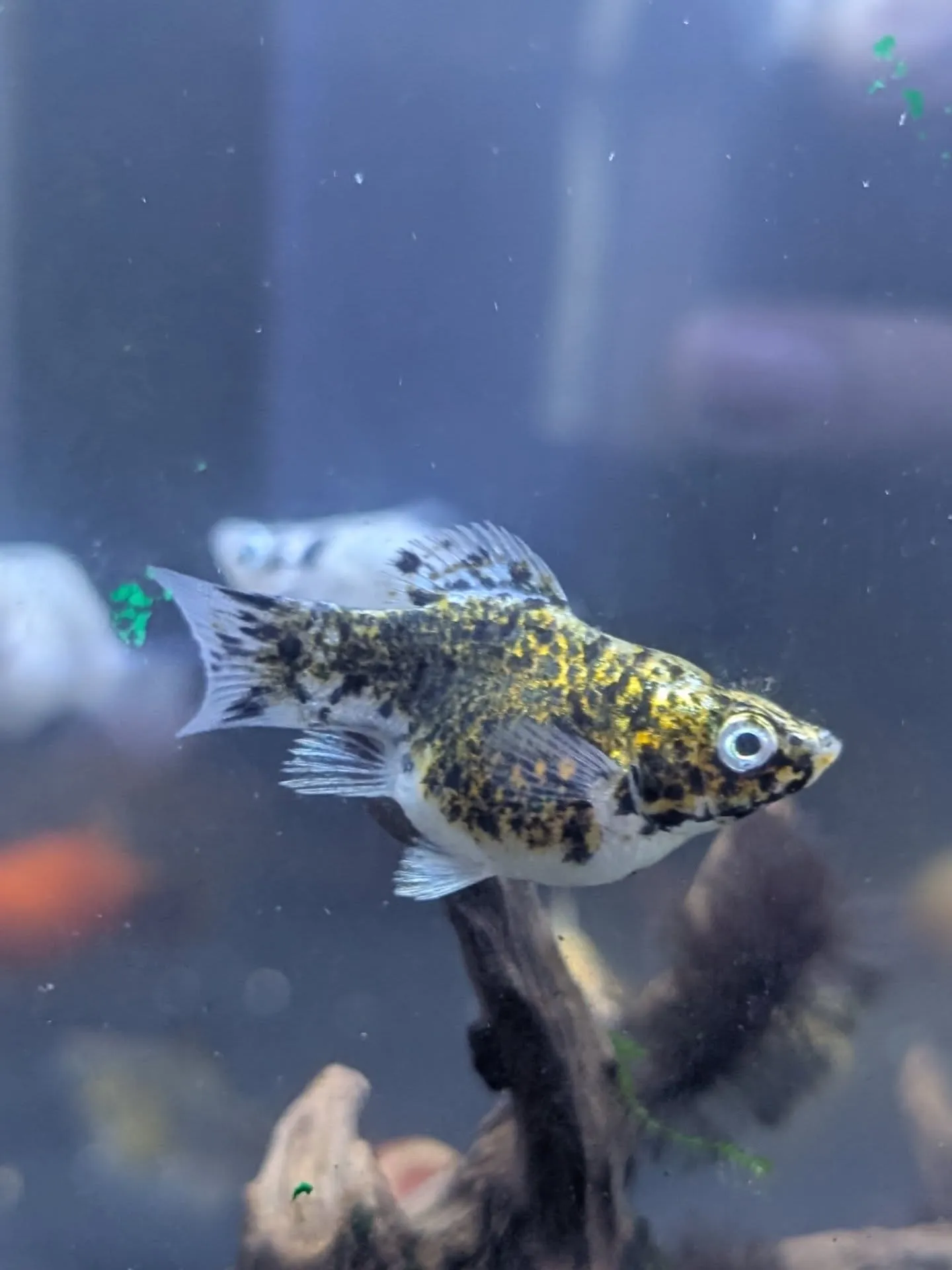 新春初売りセール🎊