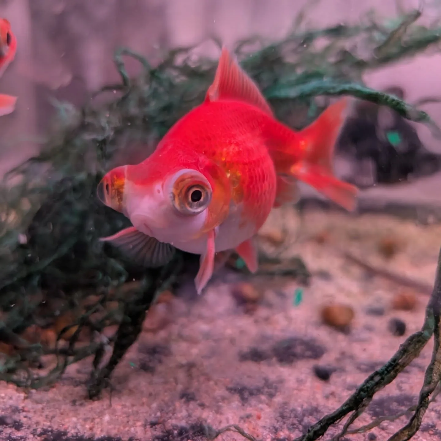 初売りセール2日目🎉