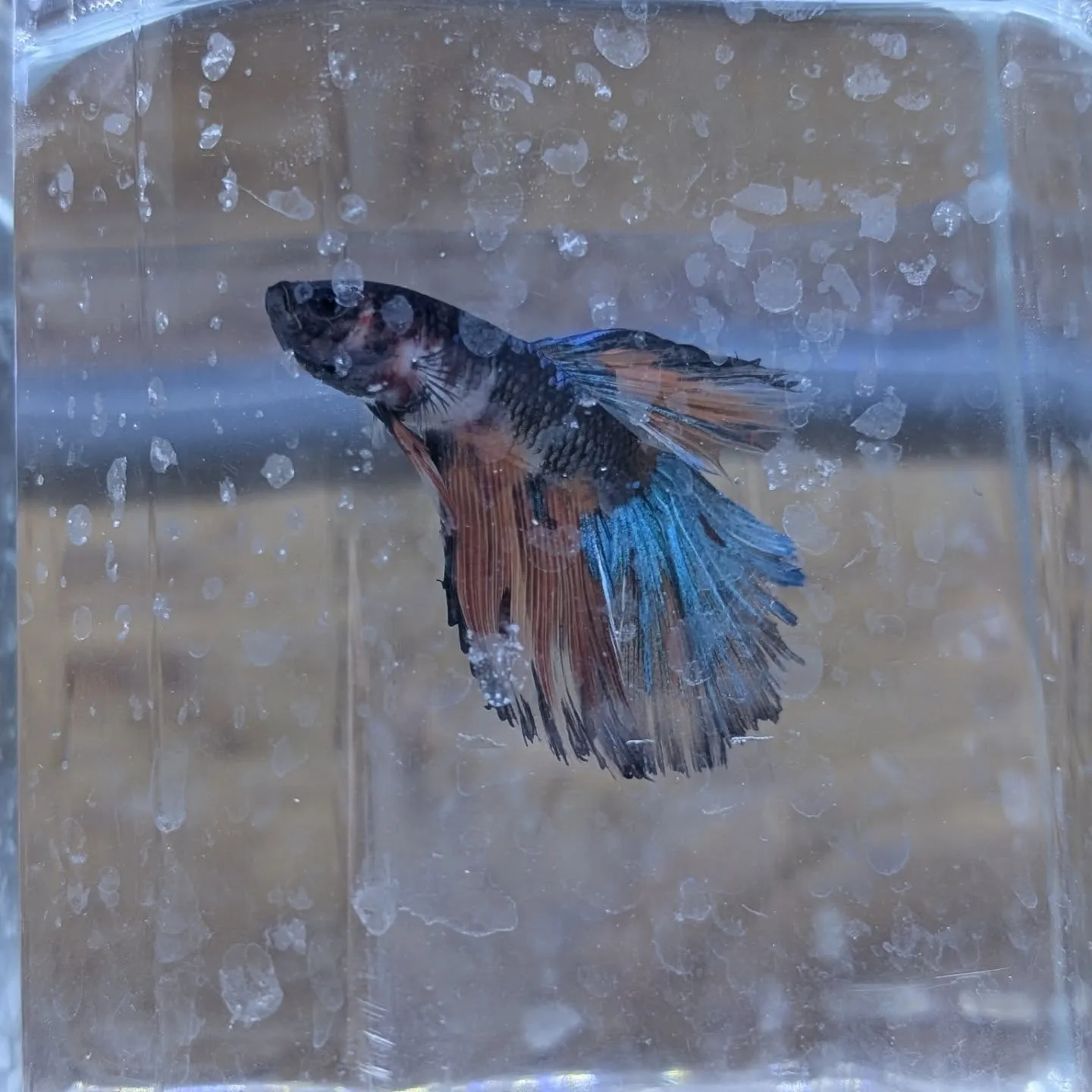 初売りセール2日目🎉