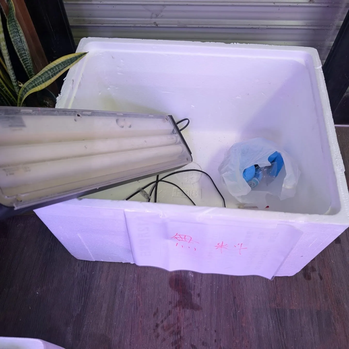 初売りセール2日目🎉