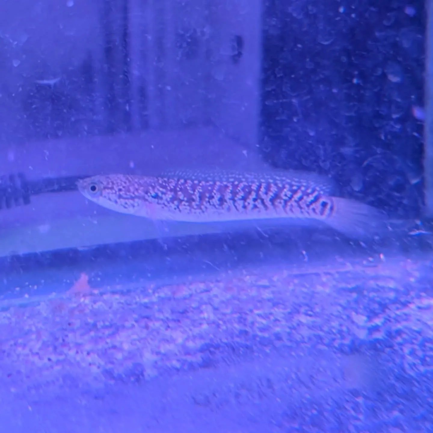 初売りセール2日目🎉