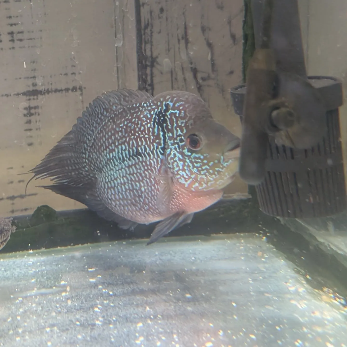 初売りセール2日目🎉