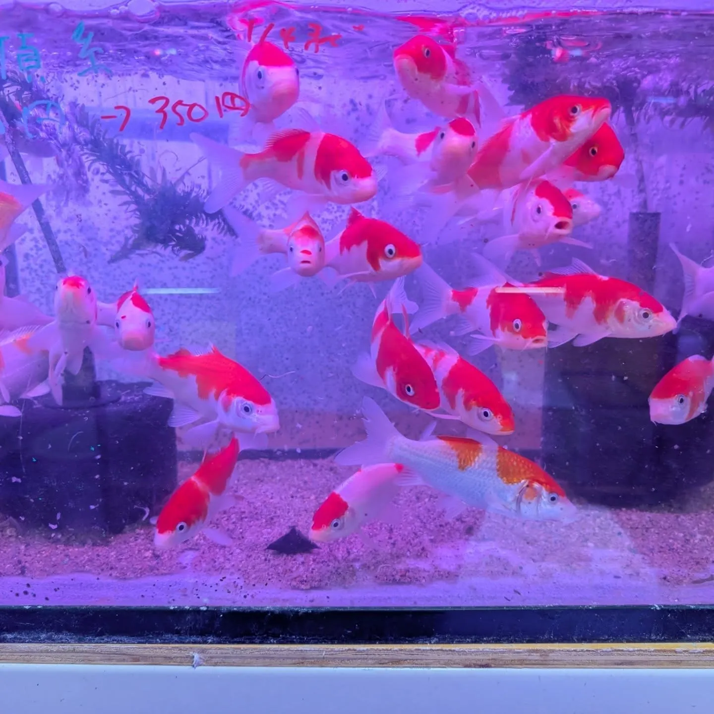 初売りセール2日目🎉