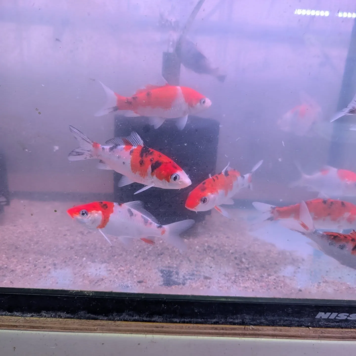 初売りセール2日目🎉