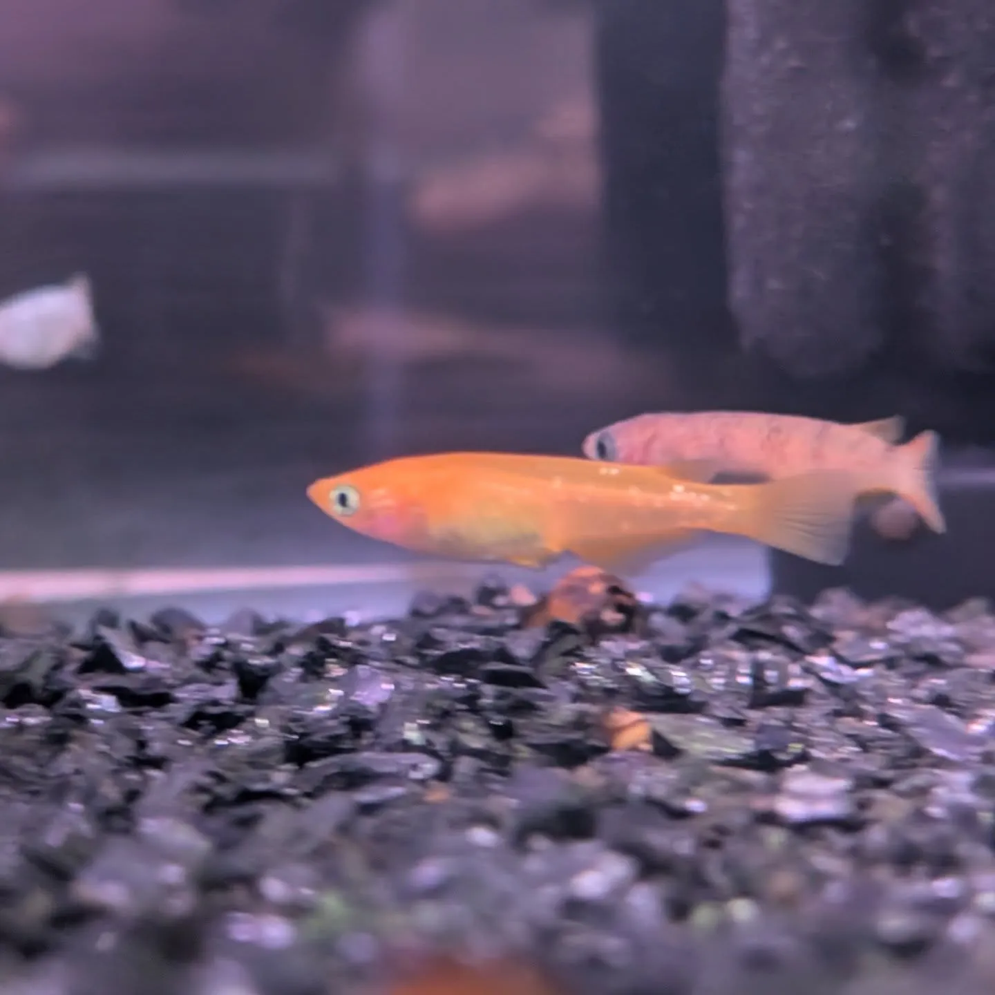 初売りセール2日目🎉