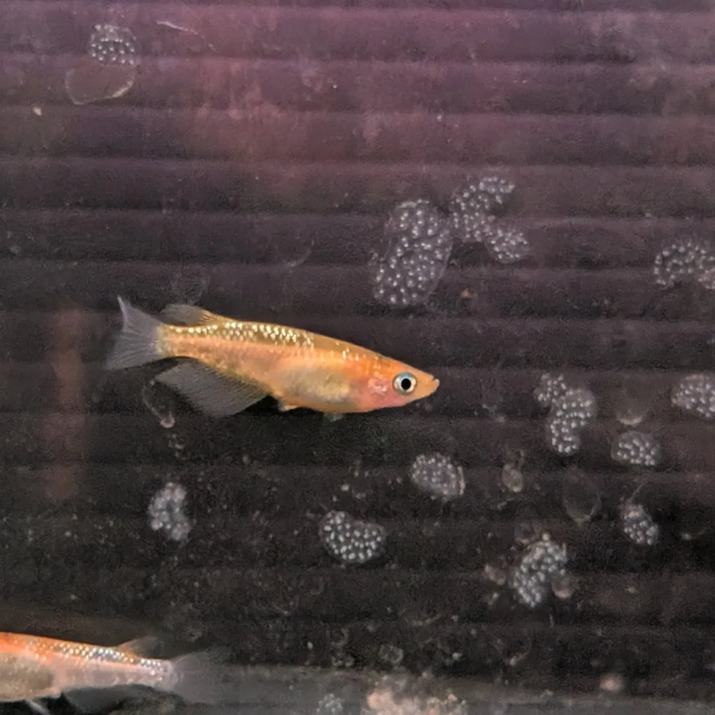 初売りセール2日目🎉