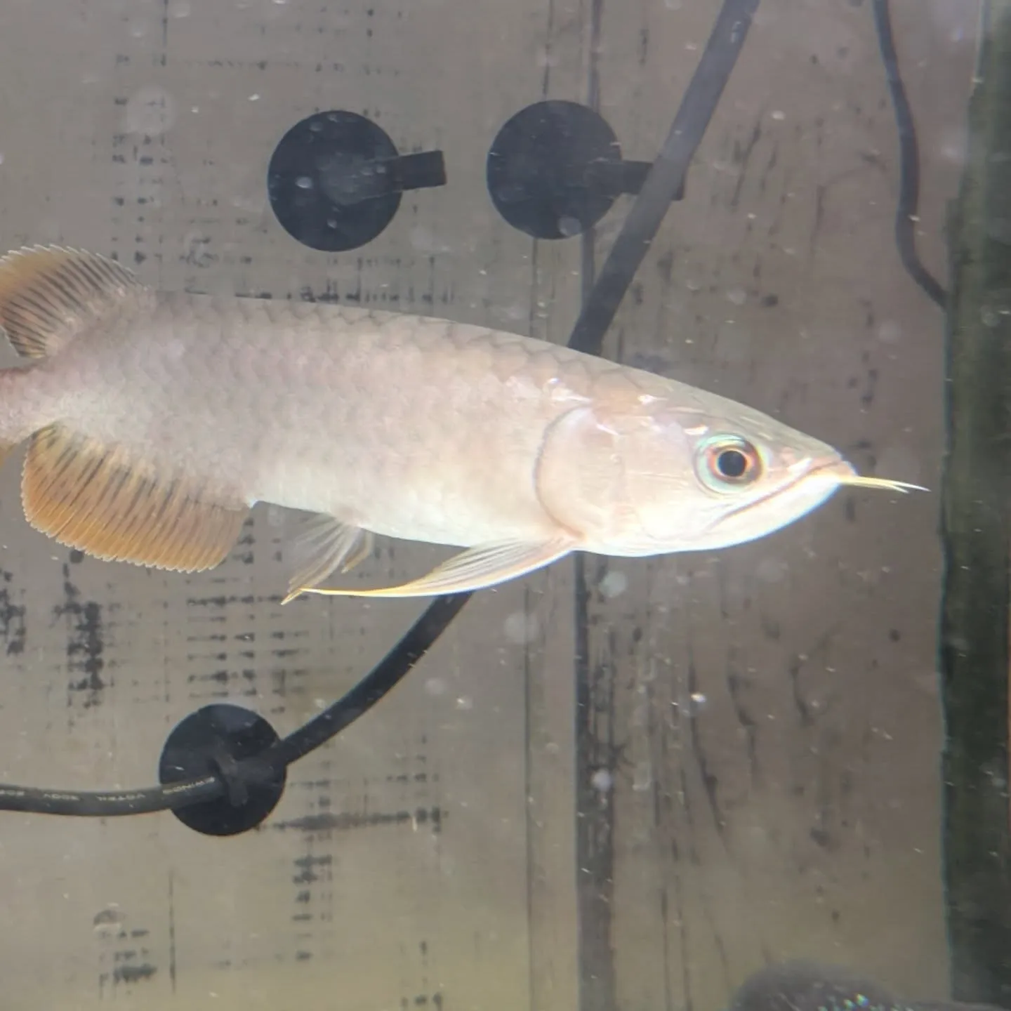 初売りセール最終日🎉