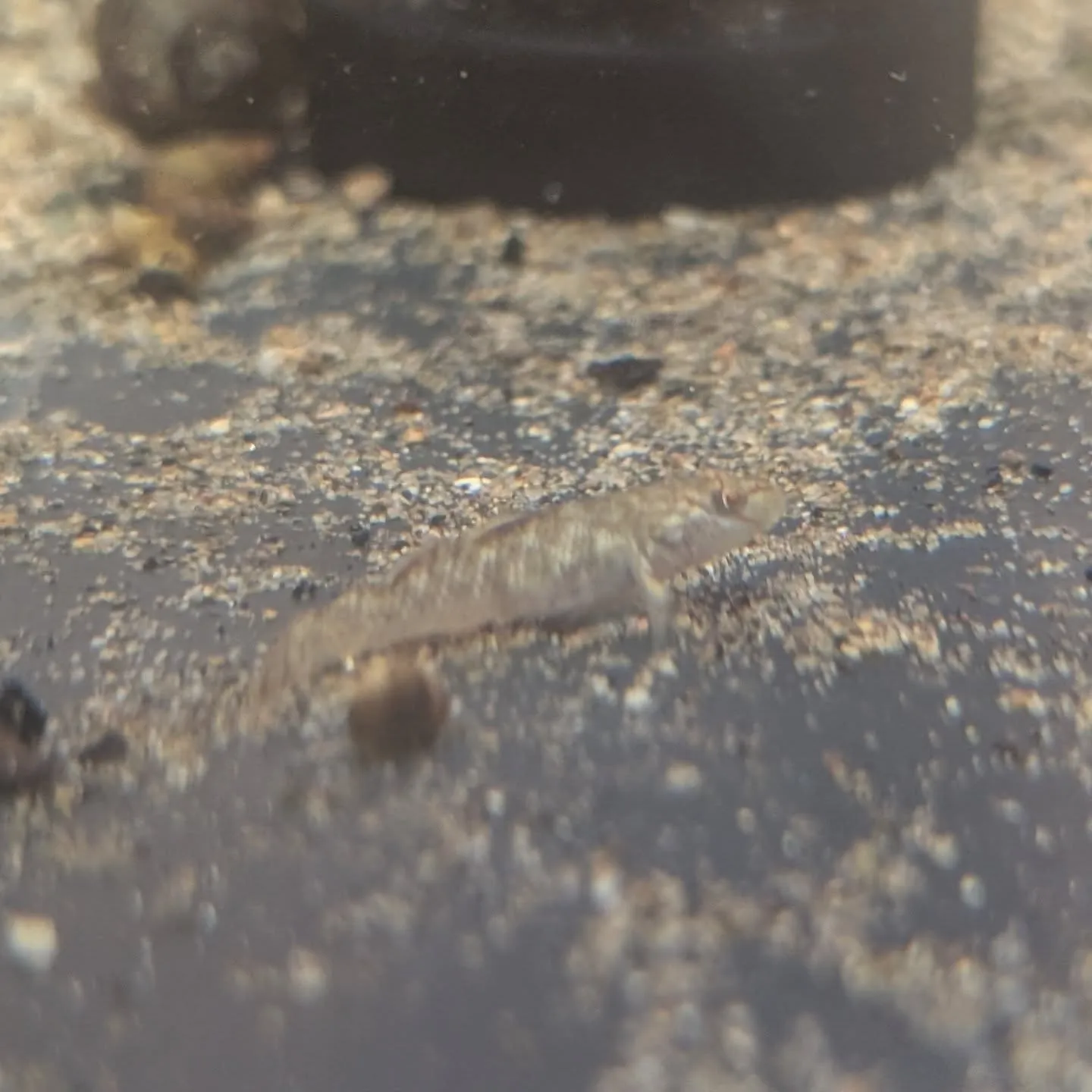 初売りセール最終日🎉