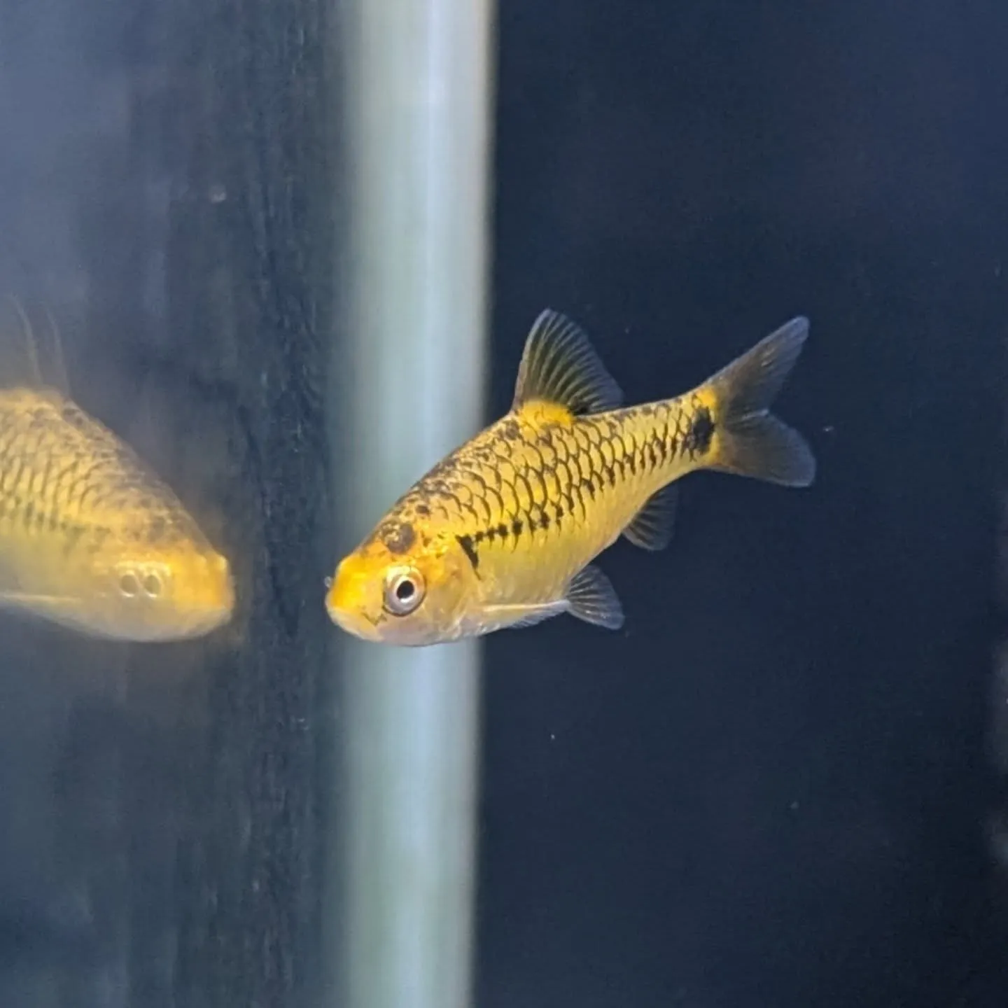 初売りセール最終日🎉