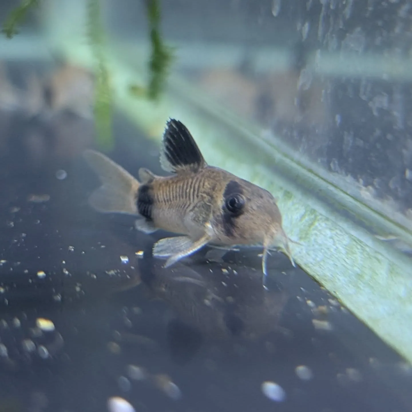 初売りセール最終日🎉