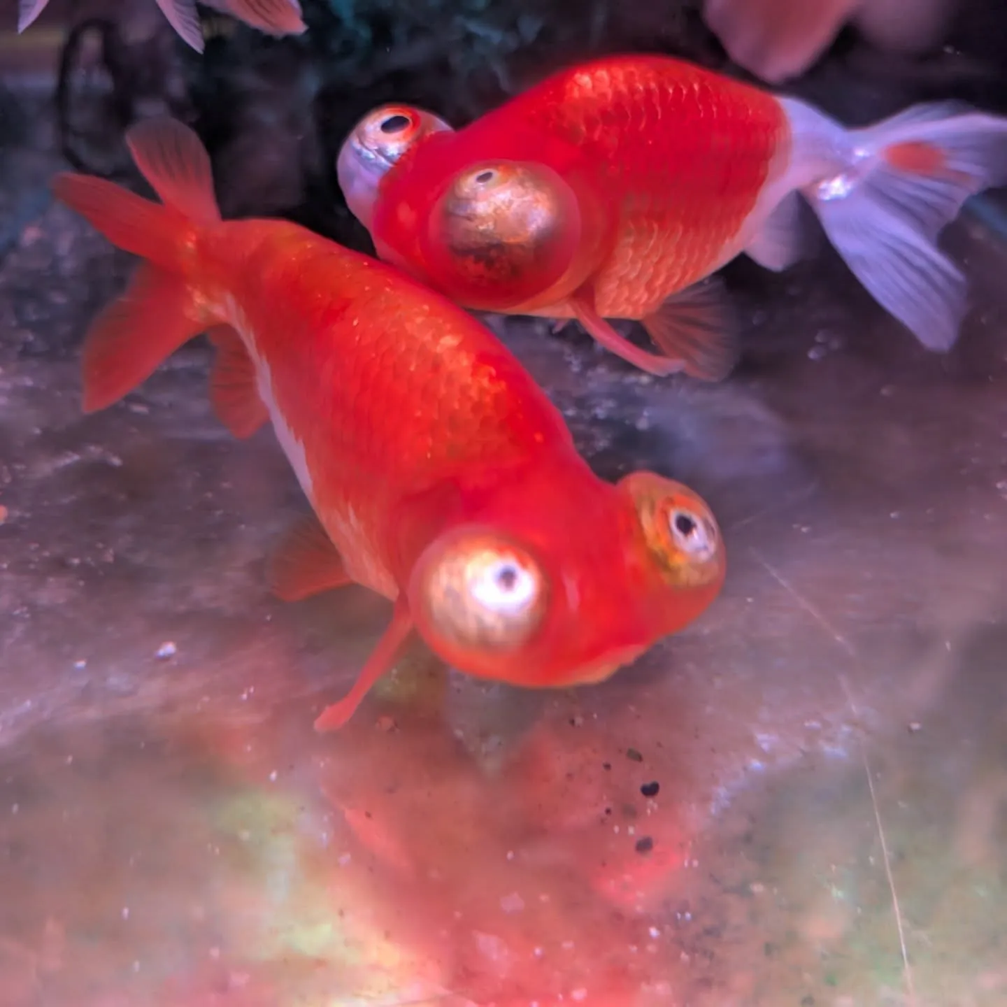 初売りセール最終日🎉