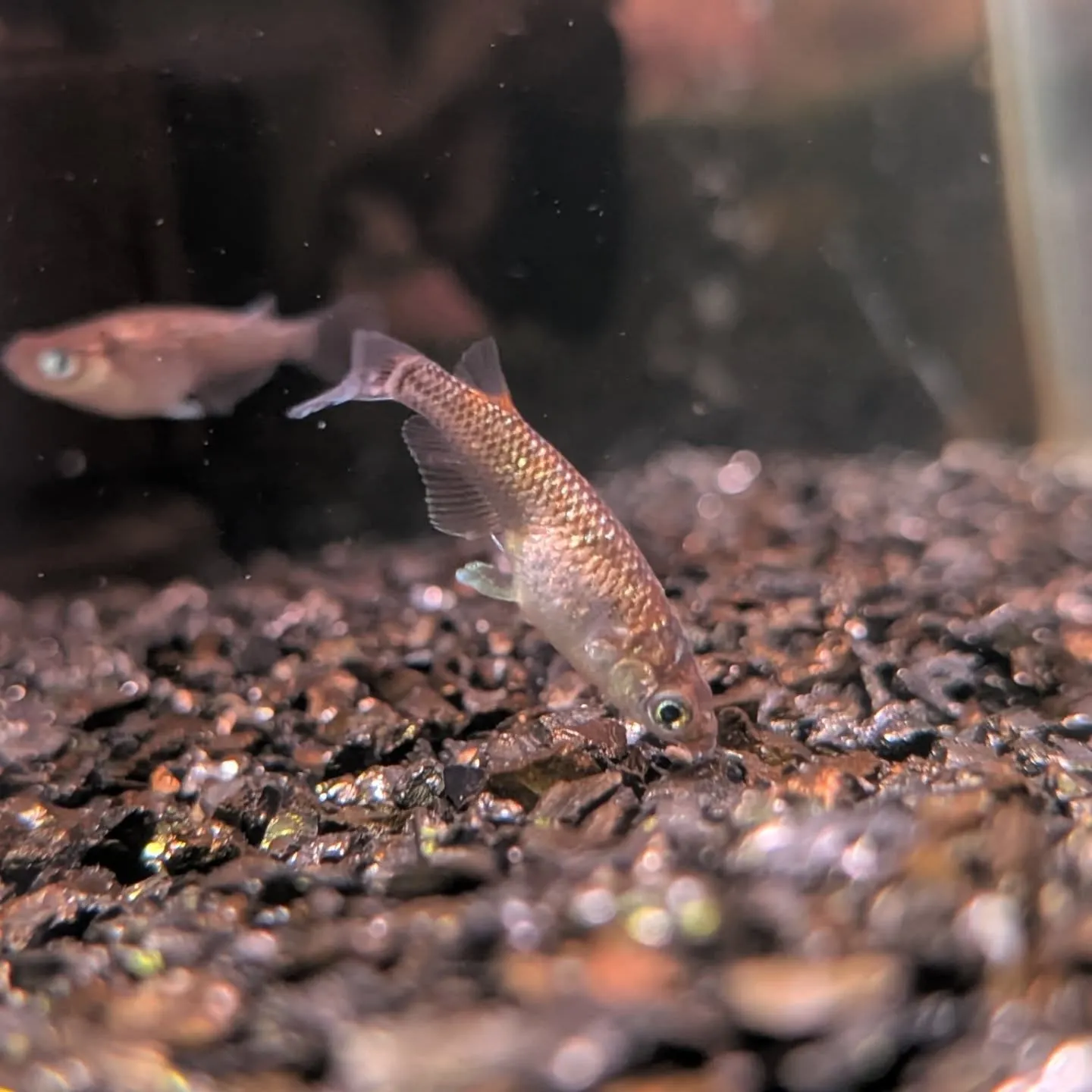 初売りセール最終日🎉