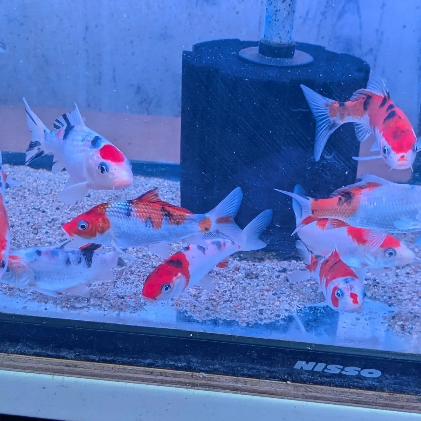 初売りセール最終日🎉