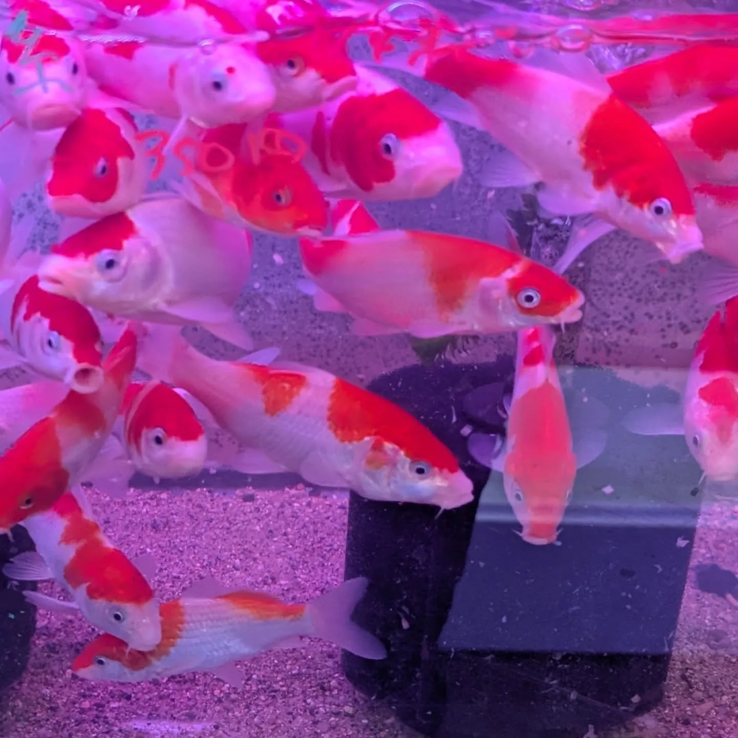 初売りセール最終日🎉