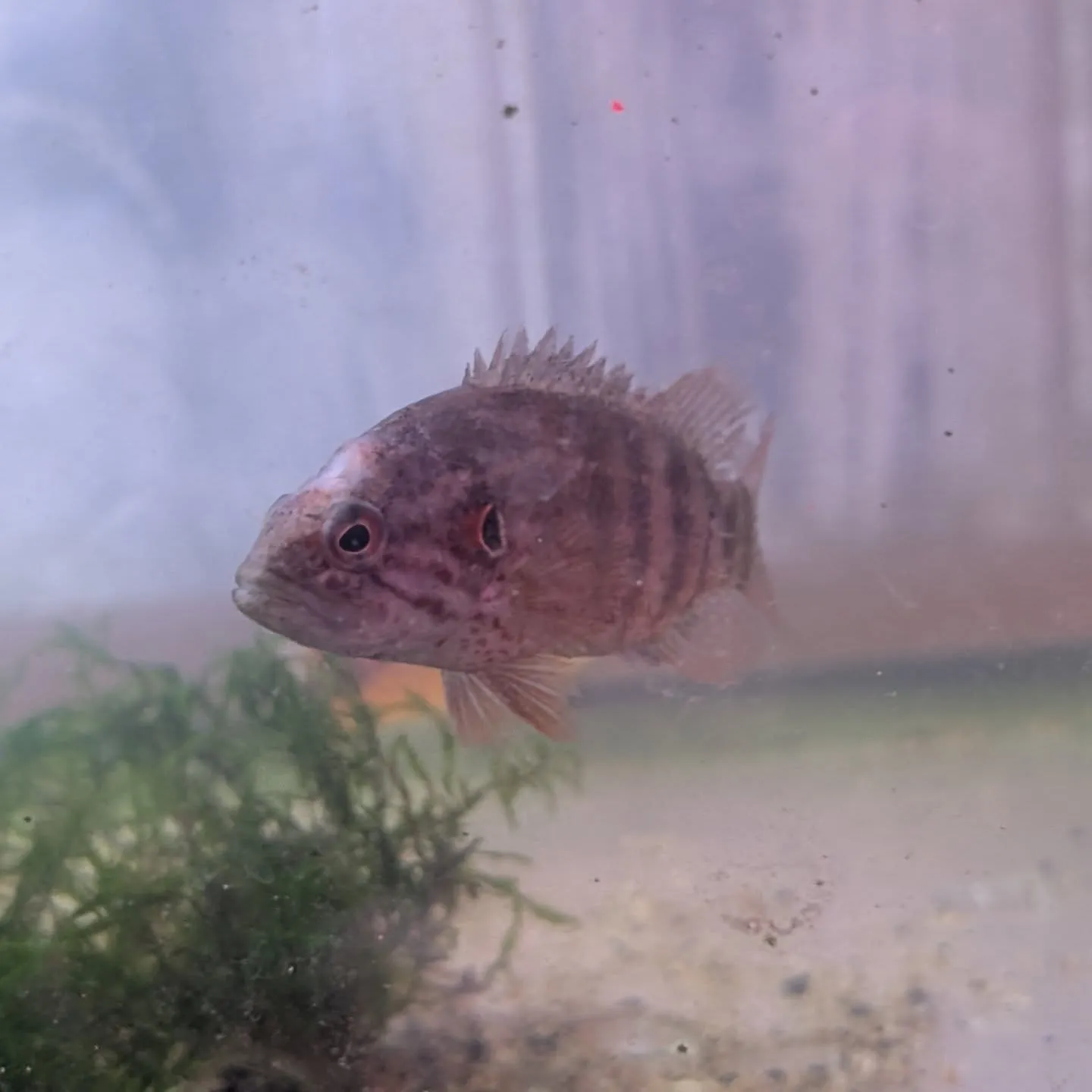 初売りセール最終日🎉