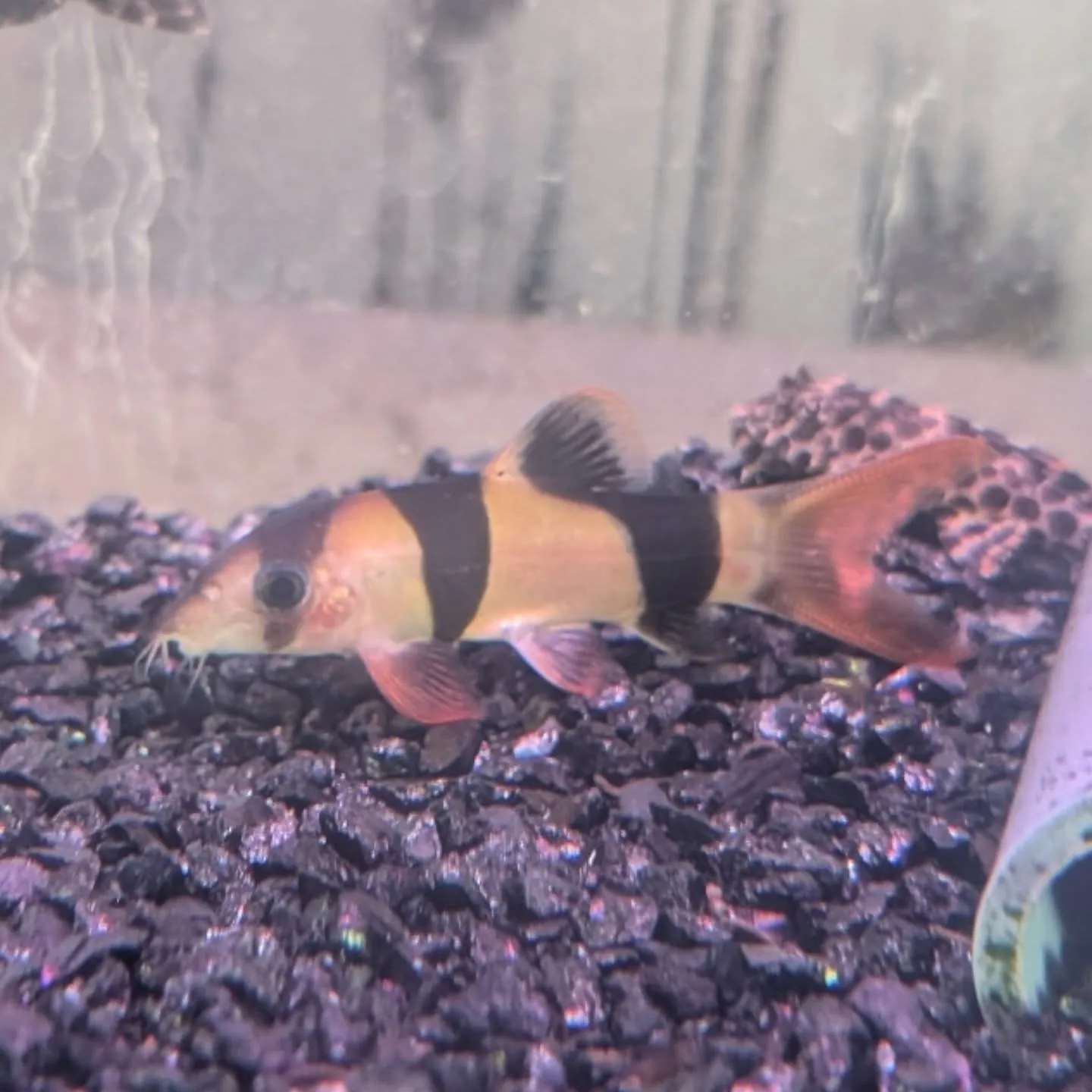 本日の入荷情報✨(熱帯魚)