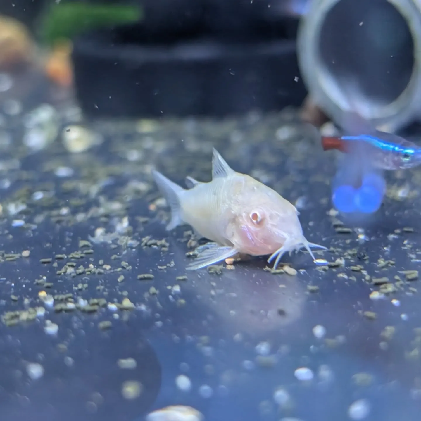 本日の入荷情報✨(熱帯魚)