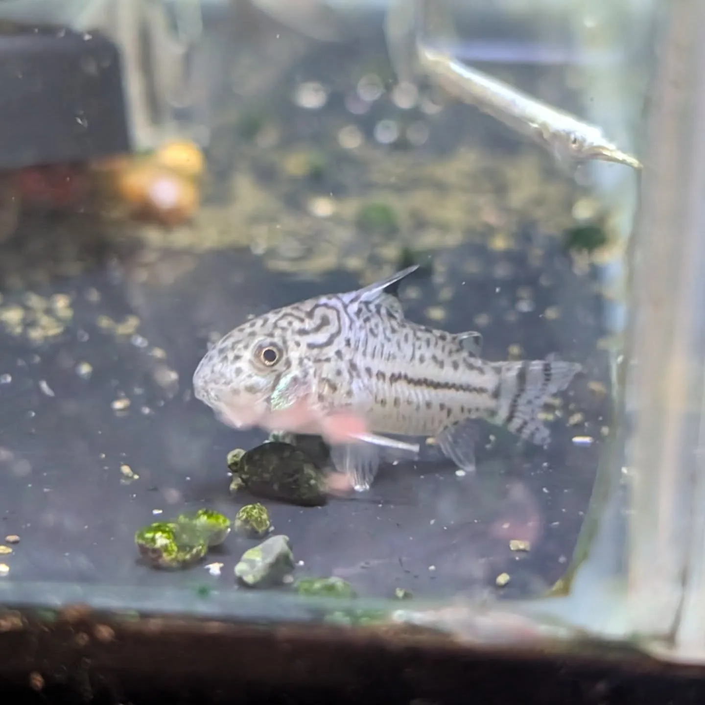 本日の入荷情報✨(熱帯魚)