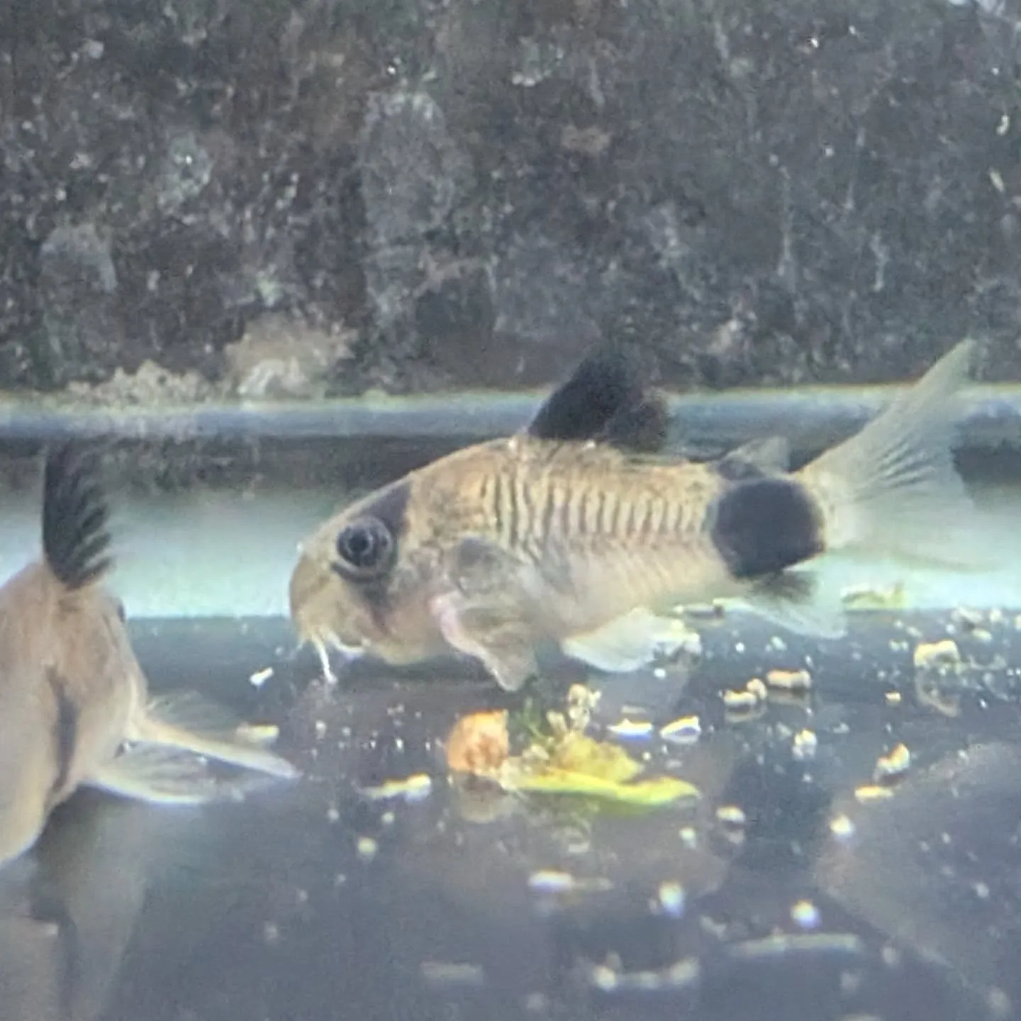 本日の入荷情報✨(熱帯魚)