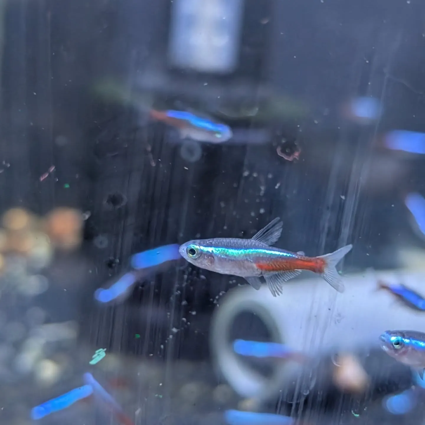 本日の入荷情報✨(熱帯魚)