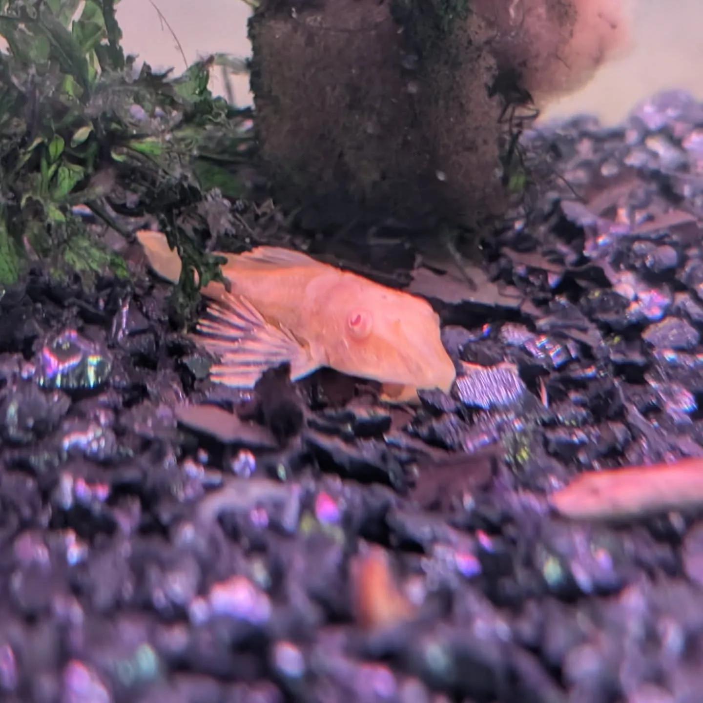 本日の入荷情報✨(熱帯魚)