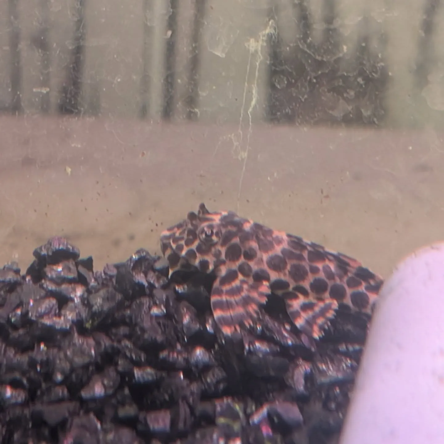 本日の入荷情報✨(熱帯魚)