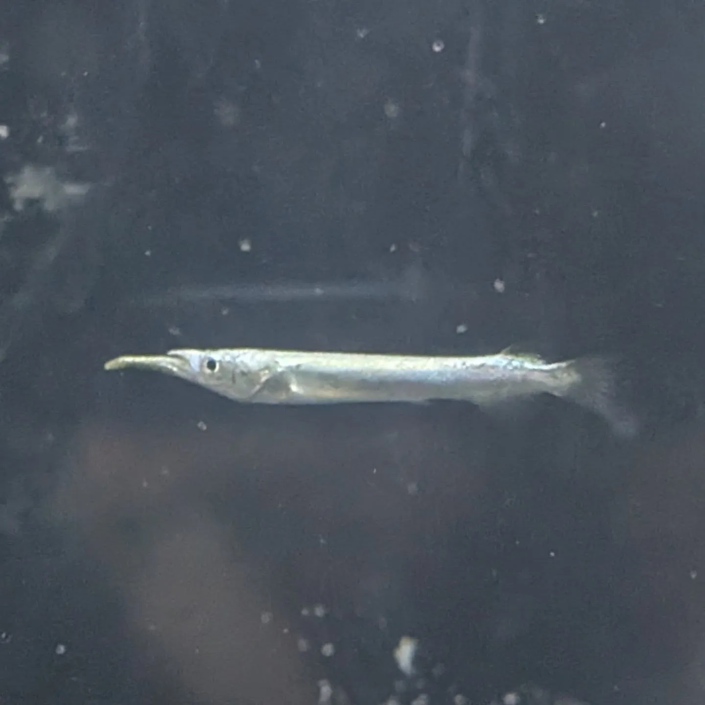 本日の入荷情報✨(熱帯魚)