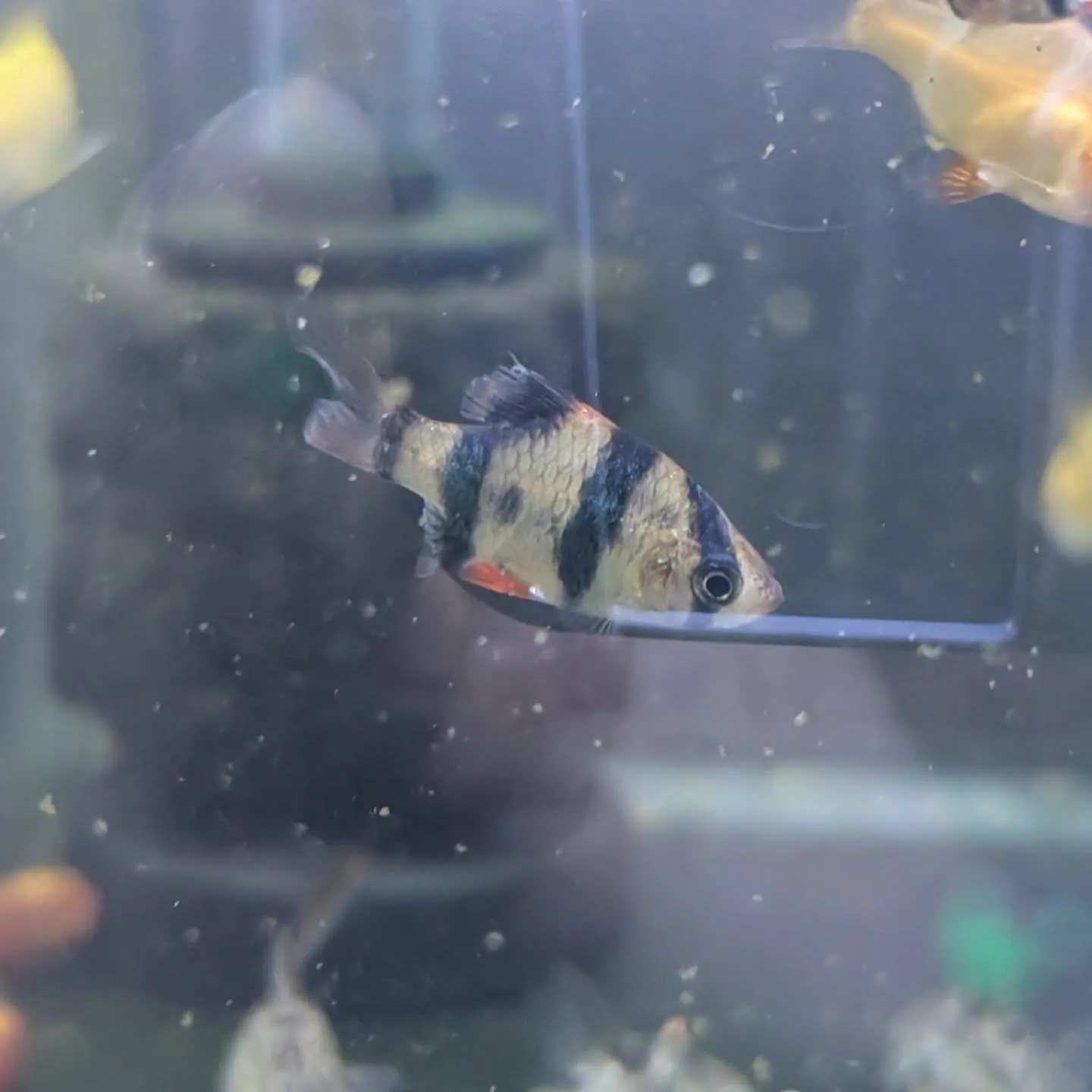 本日の入荷情報✨(熱帯魚)