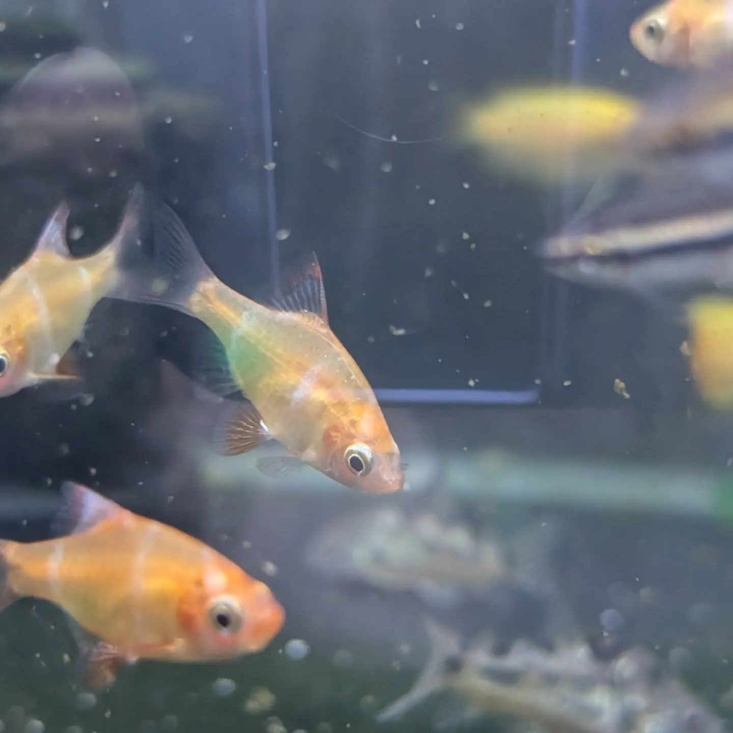 本日の入荷情報✨(熱帯魚)