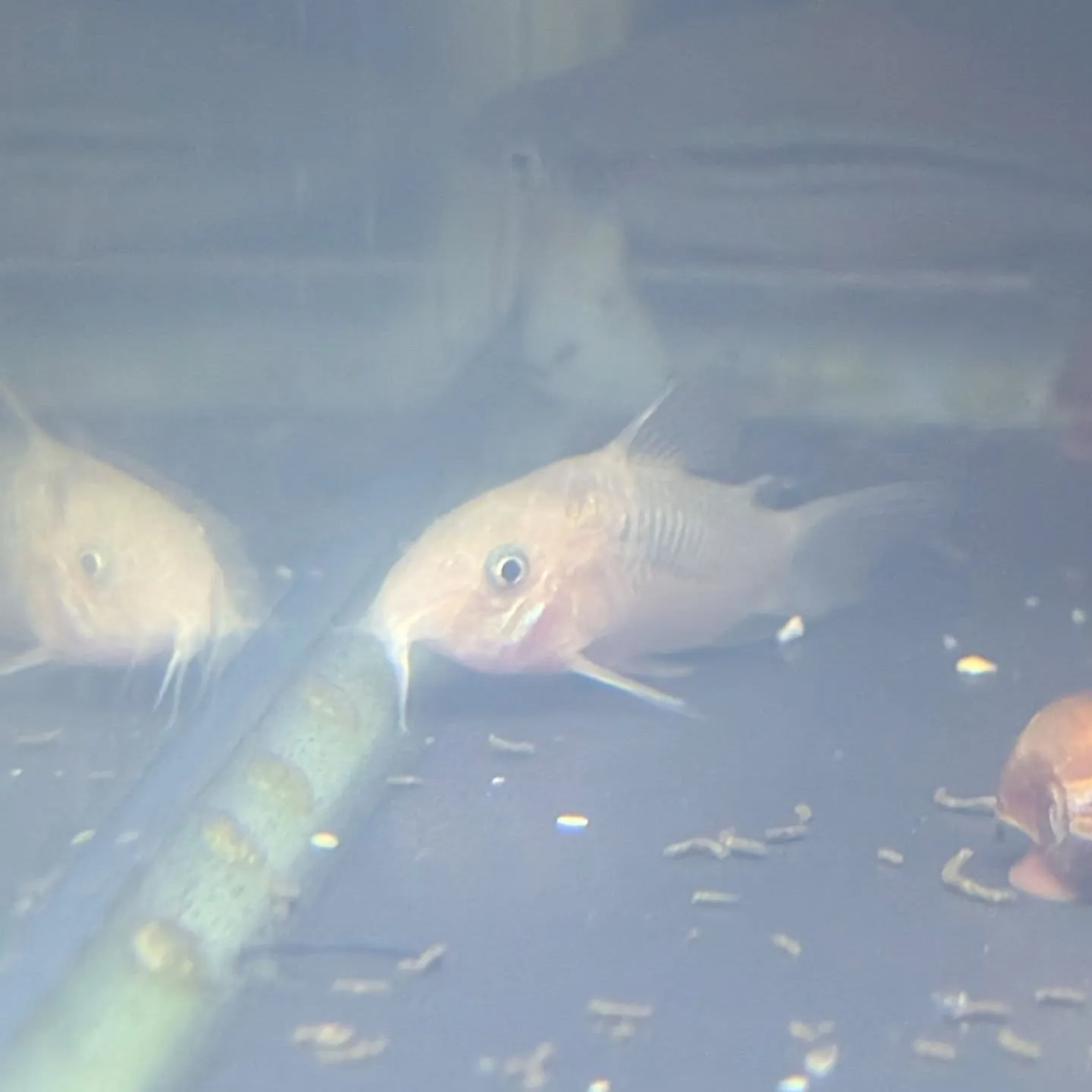 本日の入荷情報✨(熱帯魚)