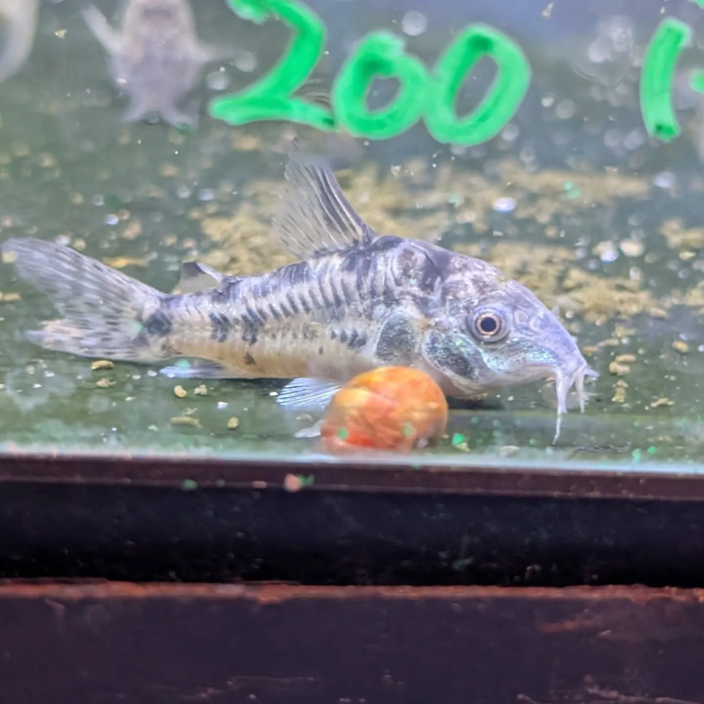 本日の入荷情報✨(熱帯魚)