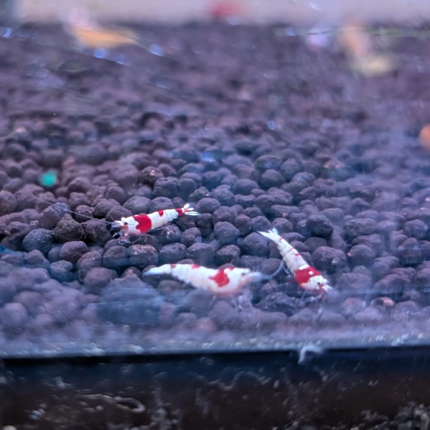 本日の入荷情報✨(シュリンプ、熱帯魚)