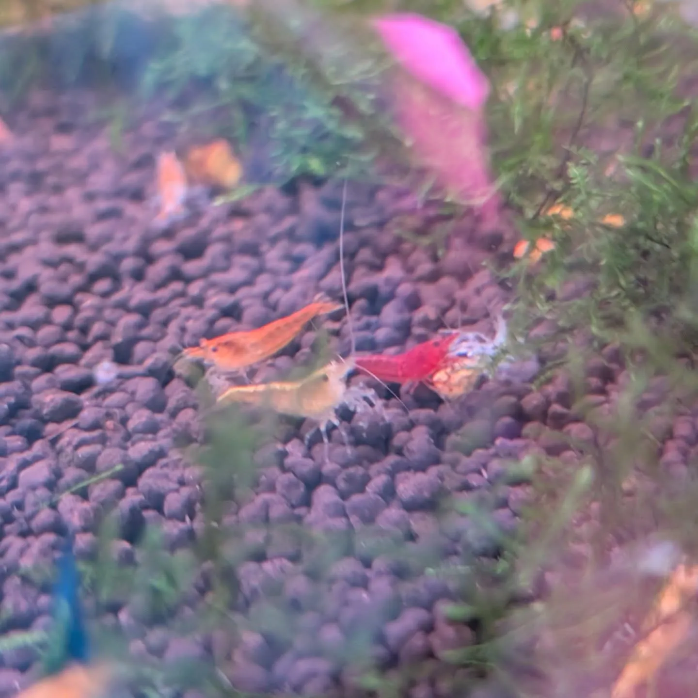 本日の入荷情報✨(シュリンプ、熱帯魚)