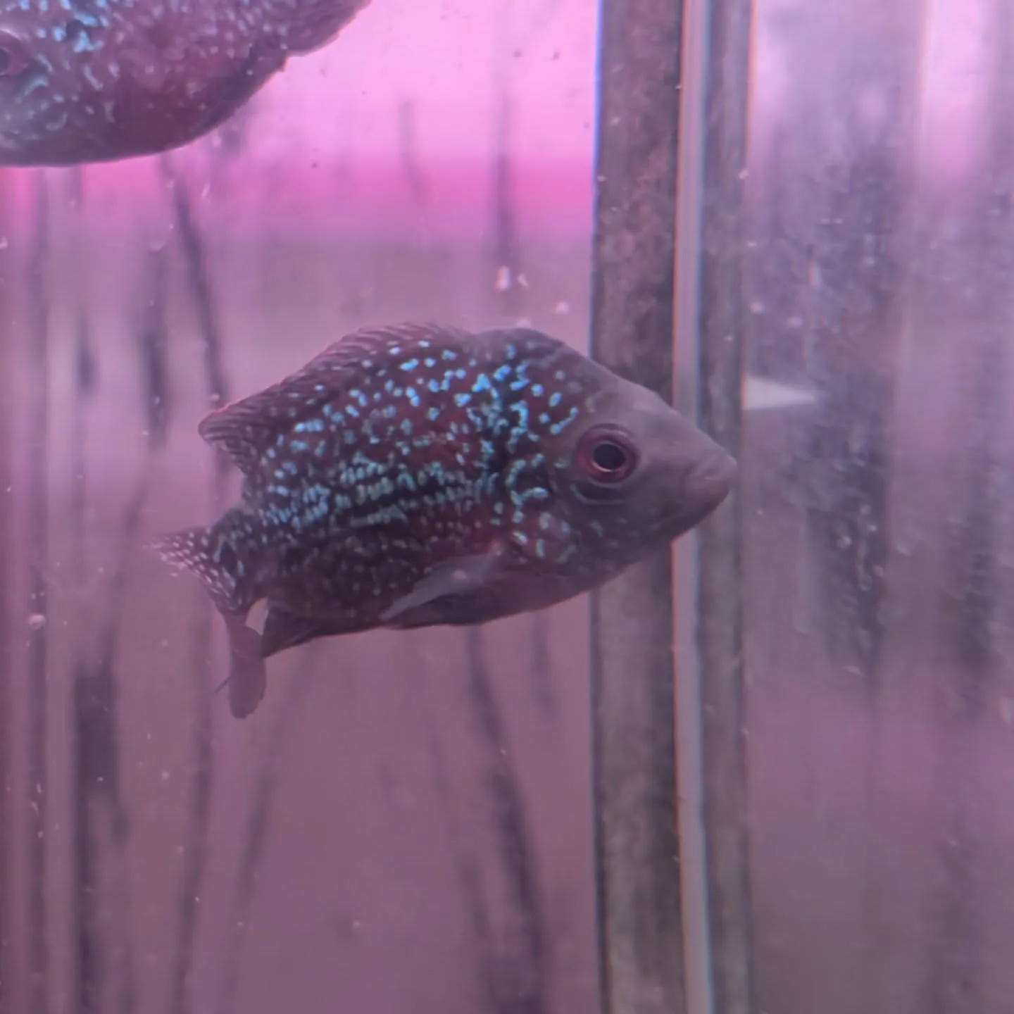 本日の入荷情報✨(シュリンプ、熱帯魚)