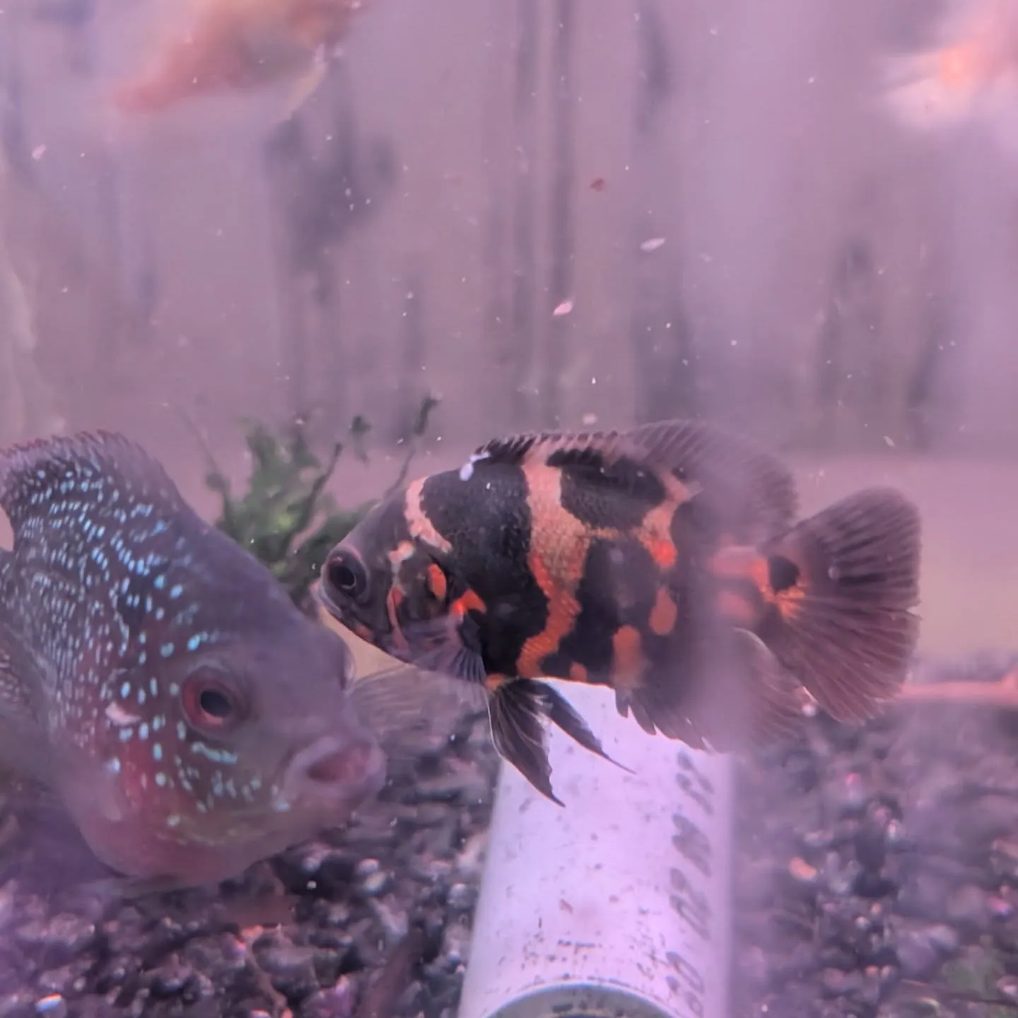 本日の入荷情報✨(シュリンプ、熱帯魚)