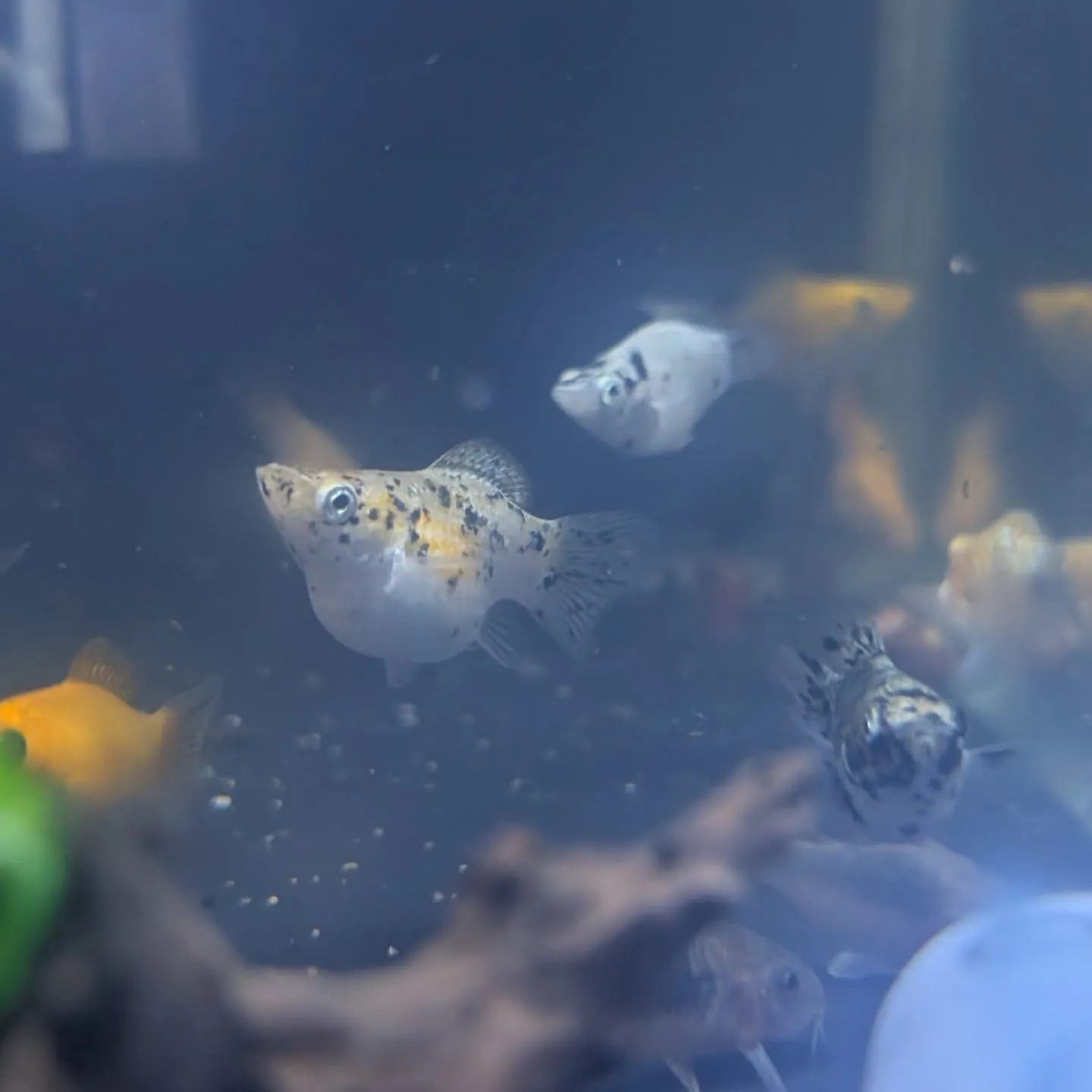 本日の入荷情報✨(シュリンプ、熱帯魚)