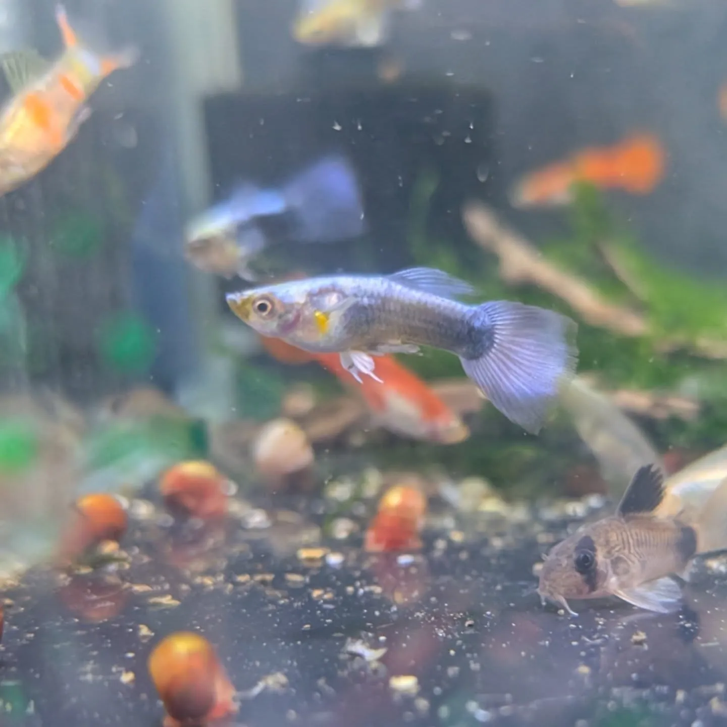 本日の入荷情報✨(シュリンプ、熱帯魚)