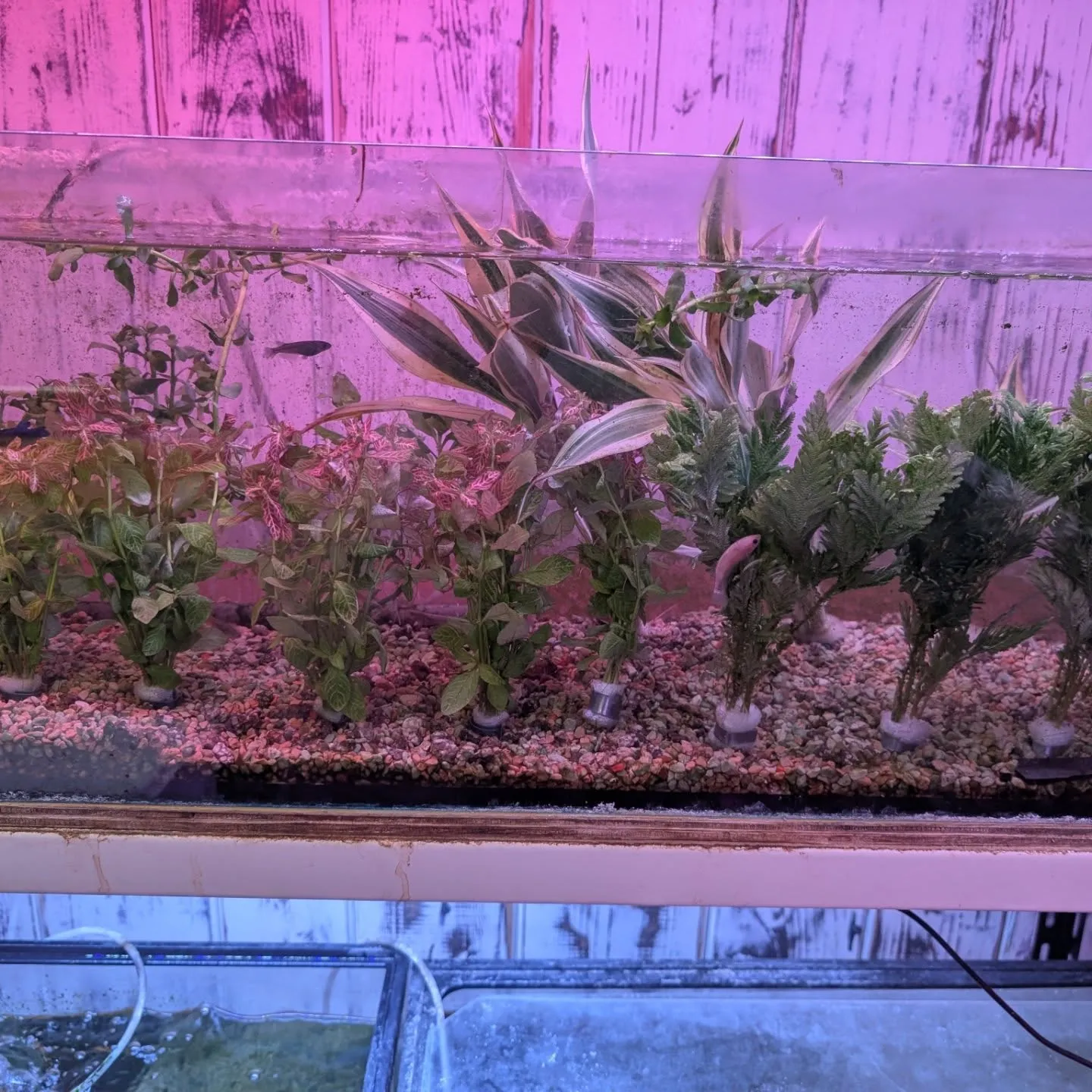 本日の入荷情報✨(シュリンプ、熱帯魚)