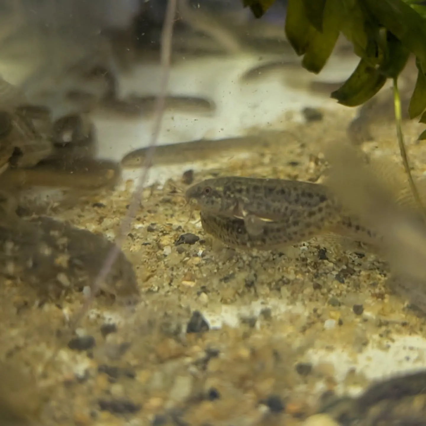 本日の入荷情報✨(シュリンプ、熱帯魚)