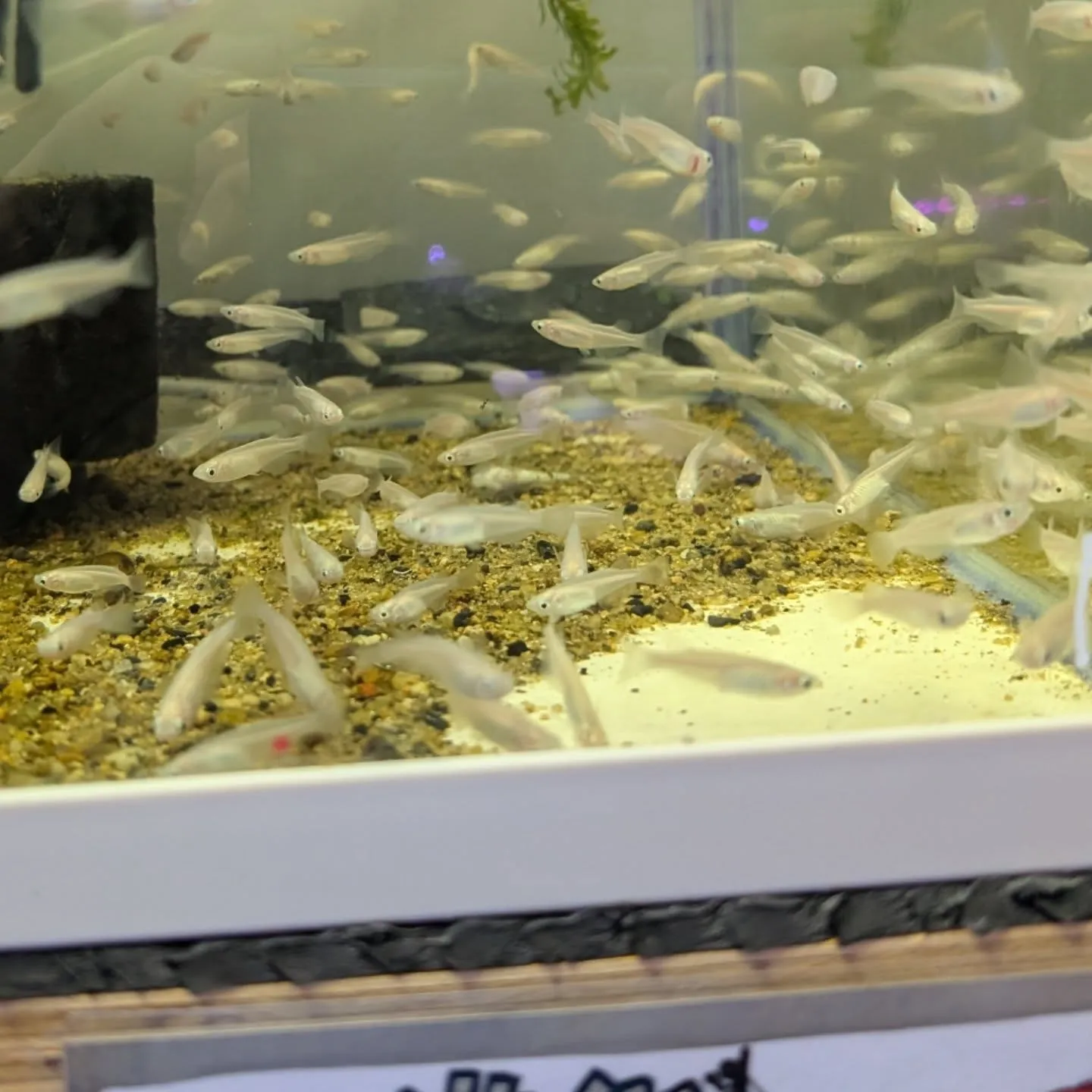 本日の入荷情報✨(シュリンプ、熱帯魚)