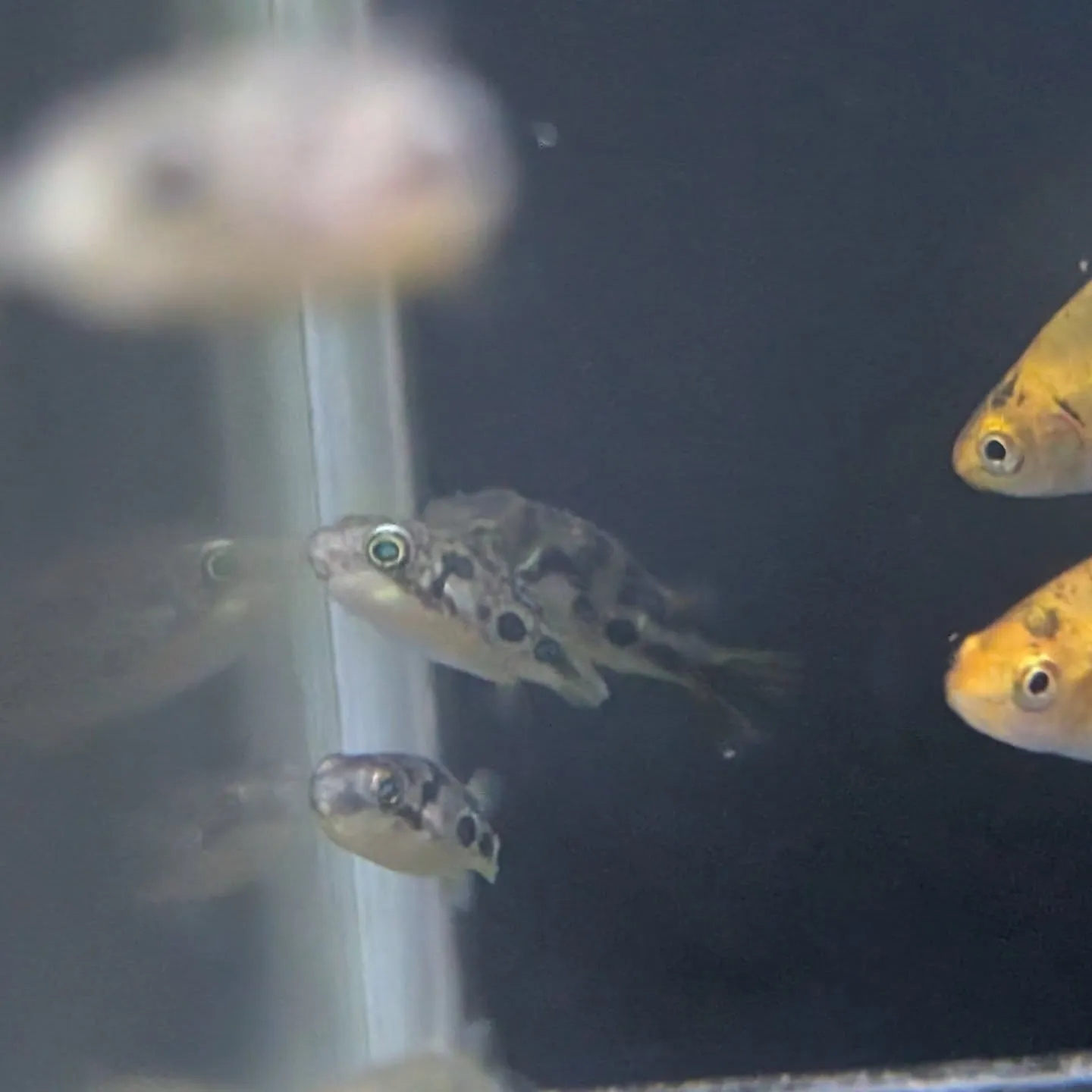 本日の入荷情報✨(熱帯魚、シュリンプ)