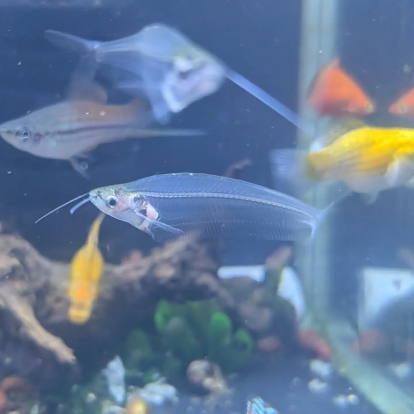 本日の入荷情報✨(熱帯魚、シュリンプ)