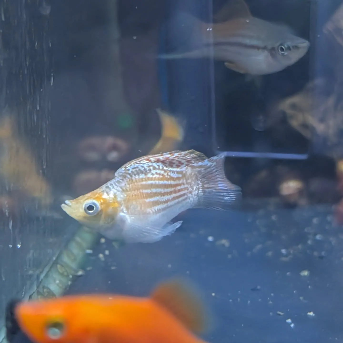 本日の入荷情報✨(熱帯魚、シュリンプ)