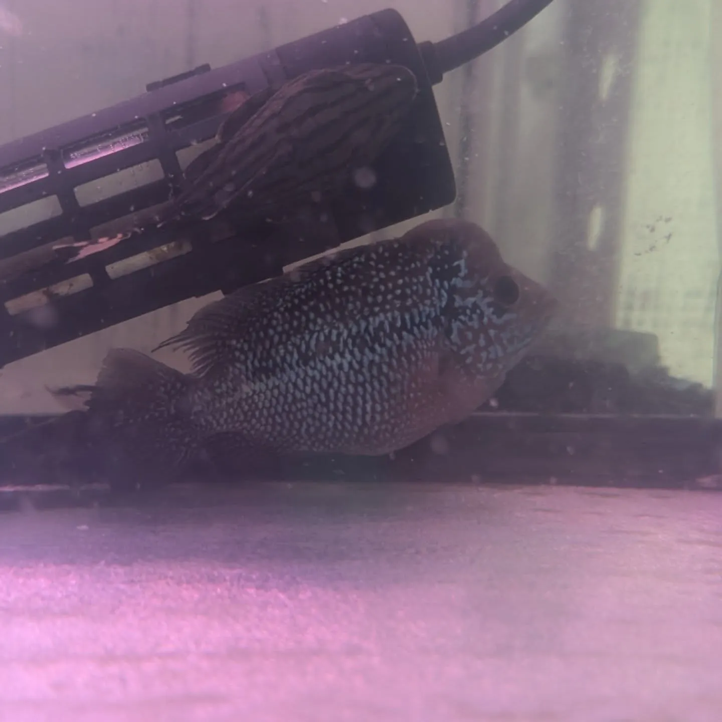 本日の入荷情報✨(熱帯魚、シュリンプ)