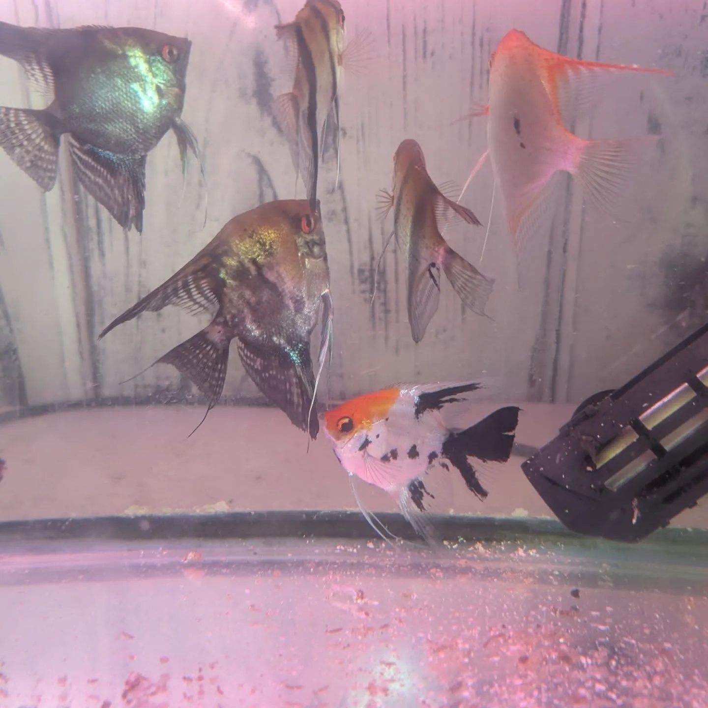 本日の入荷情報✨(熱帯魚、シュリンプ)